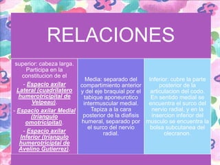 RELACIONES
superior: cabeza larga.
Participa en la
constitucion de el
Media: separado del
Inferior: cubre la parte
- Espacio axilar
compartimiento anterior
posterior de la
Lateral (cuadrilatero
y del eje braquial por el
articulacion del codo.
humerotricipital de
tabique aponeurotico
En sentido medial se
Velpeau).
intermuscular medial.
encuentra el surco del
Tapiza a la cara
nervio radial, y en la
- Espacio axilar Medial
posterior de la diafisis
insercion inferior del
(triangulo
humeral, separado por musculo se encuentra la
omotricipital).
el surco del nervio
bolsa subcutanea del
- Espacio axilar
radial.
olecranon.
Inferior (triangulo
humerotriciptal de
Avelino Gutierrez).

 