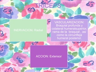 TRICEPS

INERVACION: Radial

VASCULARIZACION:
Braquial profunda y
colateral humeralsuperior,
rama de la braquial , asi
como la circunfleja
humeral posterior.

ACCION: Extensor

 