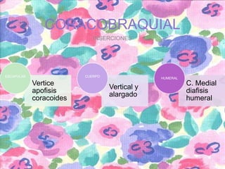 CORACOBRAQUIAL
INSERCIONES

ESCAPULAR

CUERPO

Vertice
apofisis
coracoides

HUMERAL

Vertical y
alargado

C. Medial
diafisis
humeral

 