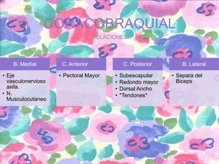 CORACOBRAQUIAL
RELACIONES

B. Medial
• Eje
vasculonervioso
axila.
• N.
Musculocutaneo

C. Anterior
• Pectoral Mayor

C. Posterior
•
•
•
•

Subescapular
Redondo mayor
Dorsal Ancho
*Tendones*

B. Lateral
• Separa del
Biceps

 
