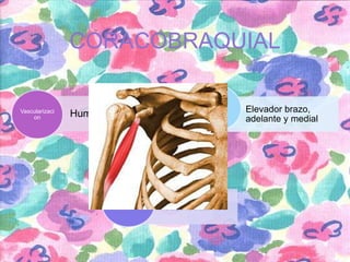 CORACOBRAQUIAL

Vascularizaci
on

Humeral o Axilar

inervacion

Accion

Musculocutaneo

Elevador brazo,
adelante y medial

 