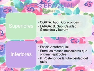 BICEPS BRAQUIAL
INSERCIONES

Superiores

Inferiores

• CORTA: Apof. Coracoirdes
• LARGA: B. Sup. Cavidad
Glenoidea y labrum

• Fascia Antebraquial
• Entre las masas musculares que
originan epitroclea.
• P. Posterior de la tuberosidad del
radio

 