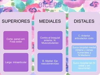 BICEPS
RELACIONES

SUPERIORES

Corta: pared ant.
Fosa axilar

MEDIALES

Contra el braquial
anterior. N.
Musculoutaneo

DISTALES

C. Anterior
articulacion codo

Surco bicipital medial
(Arteria y venas
humerales y
N.Mediano
Larga: intraarticular

B. Medial: Eje
vasculonervioso

Surco bicipital lat (N
radial y art
recurrente)

 