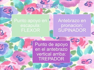 BICEPS
ACCION

Punto apoyo en
escapula:
FLEXOR

Antebrazo en
pronacion:
SUPINADOR

Punto de apoyo
en el antebrazo
vertical arriba:
TREPADOR

 