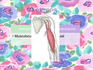 BICEPS
Inervacion
• Musculocutaneo

Vascularizacion
• Braquial

 