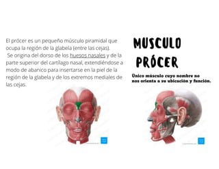 Musulo Procer Músculos de la expresión facial y masticación. | PDF