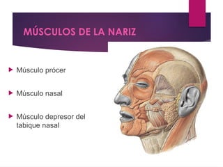 Musulo Procer Anatomía y Función de los Músculos de la Expresión Facial | PPTX