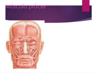 Musulo Procer Anatomía y Función de los Músculos de la Expresión Facial | PPTX