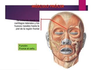 Musulo Procer Anatomía y Función de los Músculos de la Expresión Facial | PPTX