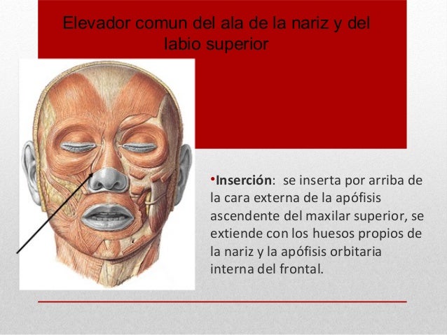 Musculos cutaneos de la cara