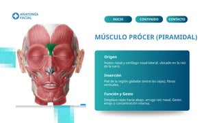 Musulo Procer Músculos Cutáneos de la Cara Atlas Educativo.pptx