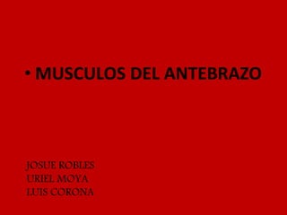JOSUE ROBLES
URIEL MOYA
LUIS CORONA
• MUSCULOS DEL ANTEBRAZO