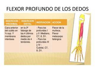 FLEXOR PROFUNDO DE LOS DEDOS