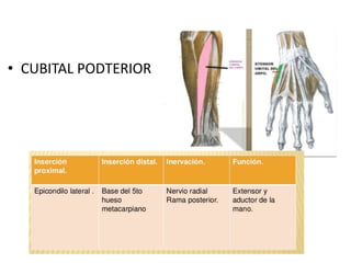 • CUBITAL PODTERIOR