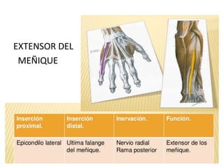 EXTENSOR DEL
MEÑIQUE