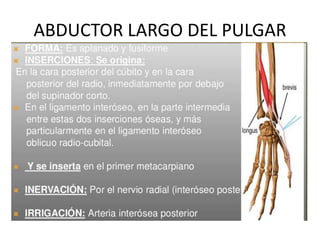 ABDUCTOR LARGO DEL PULGAR