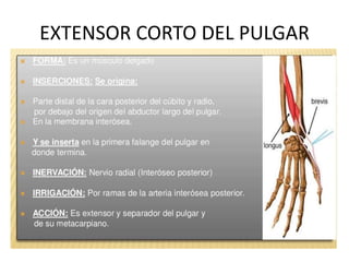 EXTENSOR CORTO DEL PULGAR