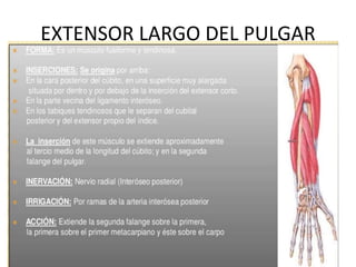 EXTENSOR LARGO DEL PULGAR