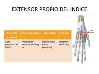 EXTENSOR PROPIO DEL INDICE