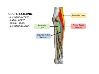 GRUPO EXTERNO.
•SUPINADOR CORTO.
• RADIAL CORTO
•RADIAL LARGO.
•SUPINADOR LARGO.
