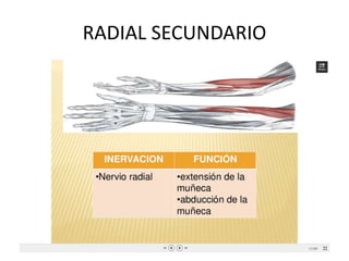 RADIAL SECUNDARIO