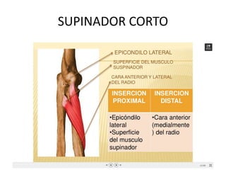 SUPINADOR CORTO
