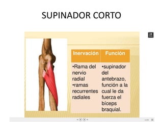SUPINADOR CORTO