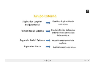 Musculos de antebrazo