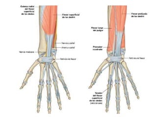 Musculos de antebrazo