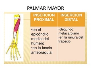 PALMAR MAYOR