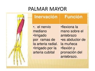 PALMAR MAYOR