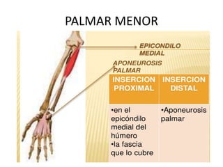 PALMAR MENOR