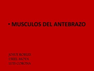 JOSUE ROBLES
URIEL MOYA
LUIS CORONA
• MUSCULOS DEL ANTEBRAZO
 