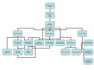 MUSCULOS DEL
TRONCO
MUSCULOS
DEL
DORSO
MUSC.
PROFUNDOS
TRACTO LATERAL TRACTO MEDIAL TRACTO VENTRAL
MUSC. ERECTOR
MUSCULAR
PORCIÓN
ILEOCOSTAL
PORCIÓN
LONGISIMO
PORCIÓN
ESPINAL
M. TRANSVERSOS
ESPINOSOS
M.
SEMIESPINOSO
(SUPERFICIAL)
M. MULTIFIDOS
(CAPA. MEDIA)
M. ROTADORES
(CAPA PROFUNDA)
M.
INTERESPINALES
REGIÓN CERVICAL REGIÓN LUMBAR
M. ELEVADORES
DE LAS COSTILLAS
M. INTRA
TRANSVERSARIOS
CERVICALES
M. INTRA
TRANSVERSARIOS
LUMBARES
 