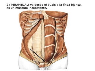 2) PIRAMIDAL: va desde el pubis a la línea blanca,
es un músculo inconstante.
 