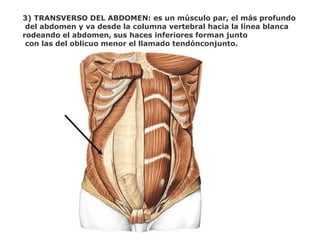 3) TRANSVERSO DEL ABDOMEN: es un músculo par, el más profundo
del abdomen y va desde la columna vertebral hacia la línea blanca
rodeando el abdomen, sus haces inferiores forman junto
con las del oblicuo menor el llamado tendónconjunto.
 