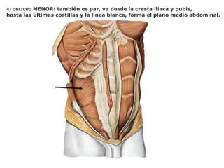 4) OBLICUO MENOR: también es par, va desde la cresta iliaca y pubis,
hasta las últimas costillas y la línea blanca, forma el plano medio abdominal.
 