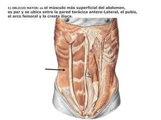 5) OBLICUO MAYOR: es el músculo más superficial del abdomen,
es par y se ubica entre la pared torácica antero-Lateral, el pubis,
el arco femoral y la cresta iliaca.
 