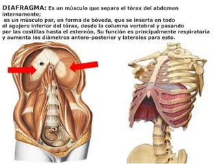 DIAFRAGMA: Es un músculo que separa el tórax del abdomen
internamente;
es un músculo par, en forma de bóveda, que se inserta en todo
el agujero inferior del tórax, desde la columna vertebral y pasando
por las costillas hasta el esternón, Su función es principalmente respiratoria
y aumenta los diámetros antero-posterior y laterales para esto.
 