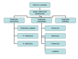TRACTO LATERAL
MUSC. ERECTOR
MUSCULAR
PORCIÓN
ILECOSTAL
PORCIÓN
LONGISIMO
PORCIÓN
ESPINAL
PORCIÓN LUMBAR
P. TORACICA
P. CERVICAL
CEFALICA
CERVICAL
TORACICA
LUMBAR
 