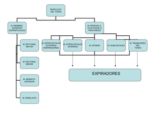 MUSCULOS
DEL TORAX
M. MIEMBRO
SUPERIOR
(SUPERFICIALES)
M. PROPIOS O
ATOCTONOS O
PROFUNDOS
M. PECTORAL
MAYOR
M. PECTORAL
MENOR
M. SERRATO
ANTERIOR
M. SUBCLAVIO
M. INTERCOSTALES
EXTERNOS
(INSPIRADORES)
M. INTERCOSTALES
INTERNOS
M. INTIMOS M. SUBCOSTALES
M. TRANSVERSO
DEL
TORAX
EXPIRADORES
 