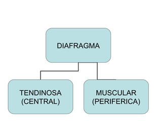 DIAFRAGMA
TENDINOSA
(CENTRAL)
MUSCULAR
(PERIFERICA)
 