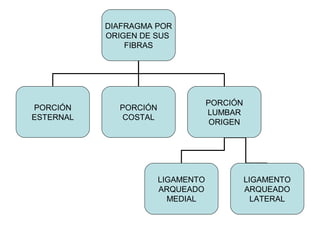 DIAFRAGMA POR
ORIGEN DE SUS
FIBRAS
PORCIÓN
ESTERNAL
PORCIÓN
COSTAL
PORCIÓN
LUMBAR
ORIGEN
LIGAMENTO
ARQUEADO
MEDIAL
LIGAMENTO
ARQUEADO
LATERAL
 