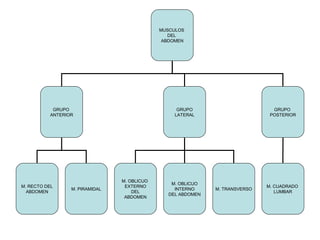 MUSCULOS
DEL
ABDOMEN
GRUPO
ANTERIOR
GRUPO
LATERAL
GRUPO
POSTERIOR
M. RECTO DEL
ABDOMEN
M. PIRAMIDAL
M. OBLICUO
EXTERNO
DEL
ABDOMEN
M. OBLICUO
INTERNO
DEL ABDOMEN
M. TRANSVERSO
M. CUADRADO
LUMBAR
 