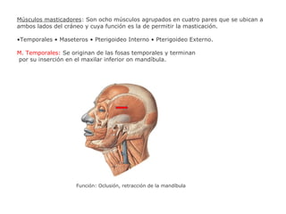 Músculos masticadores: Son ocho músculos agrupados en cuatro pares que se ubican a
ambos lados del cráneo y cuya función es la de permitir la masticación.
•Temporales • Maseteros • Pterigoideo Interno • Pterigoideo Externo.
M. Temporales: Se originan de las fosas temporales y terminan
por su inserción en el maxilar inferior on mandíbula.
Función: Oclusión, retracción de la mandíbula
 