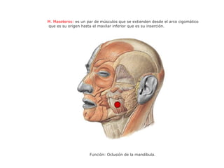 M. Maseteros: es un par de músculos que se extienden desde el arco cigomático
que es su origen hasta el maxilar inferior que es su inserción.
Función: Oclusión de la mandíbula.
 