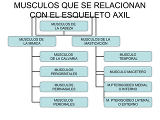 MUSCULOS QUE SE RELACIONAN
CON EL ESQUELETO AXIL
MUSCULOS DE
LA CABEZA
MUSCULOS DE
LA MIMICA
MUSCULOS DE LA
MASTICACIÓN
MUSCULOS
DE LA CALVARIA
MUSCULOS
PERIORBITALES
MUSCULOS
PERINASALES
MUSCULOS
PERIORALES
MUSCULO
TEMPORAL
MUSCULO MACETERO
M.PTERIGOIDEO MEDIAL
O INTERNO
M. PTERIGOIDEO LATERAL
O EXTERNO
 