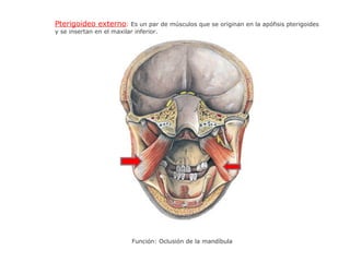 Pterigoideo externo: Es un par de músculos que se originan en la apófisis pterigoides
y se insertan en el maxilar inferior.
Función: Oclusión de la mandíbula
 