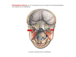 Pterigoideo interno: Es un músculo par que se origina en la fosa pterigoidea
y se inserta en la mandíbula.
Función: Oclusión de la mandíbula.
 
