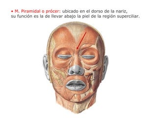 • M. Piramidal o prócer: ubicado en el dorso de la nariz,
su función es la de llevar abajo la piel de la región superciliar.
 